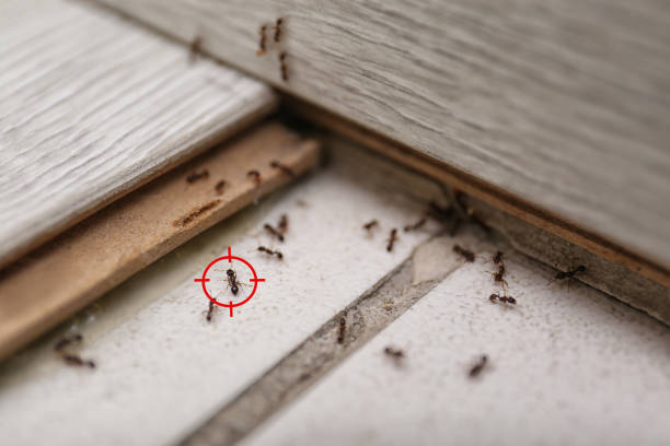 Best Best Pest Control Companies  in Newport East, RI